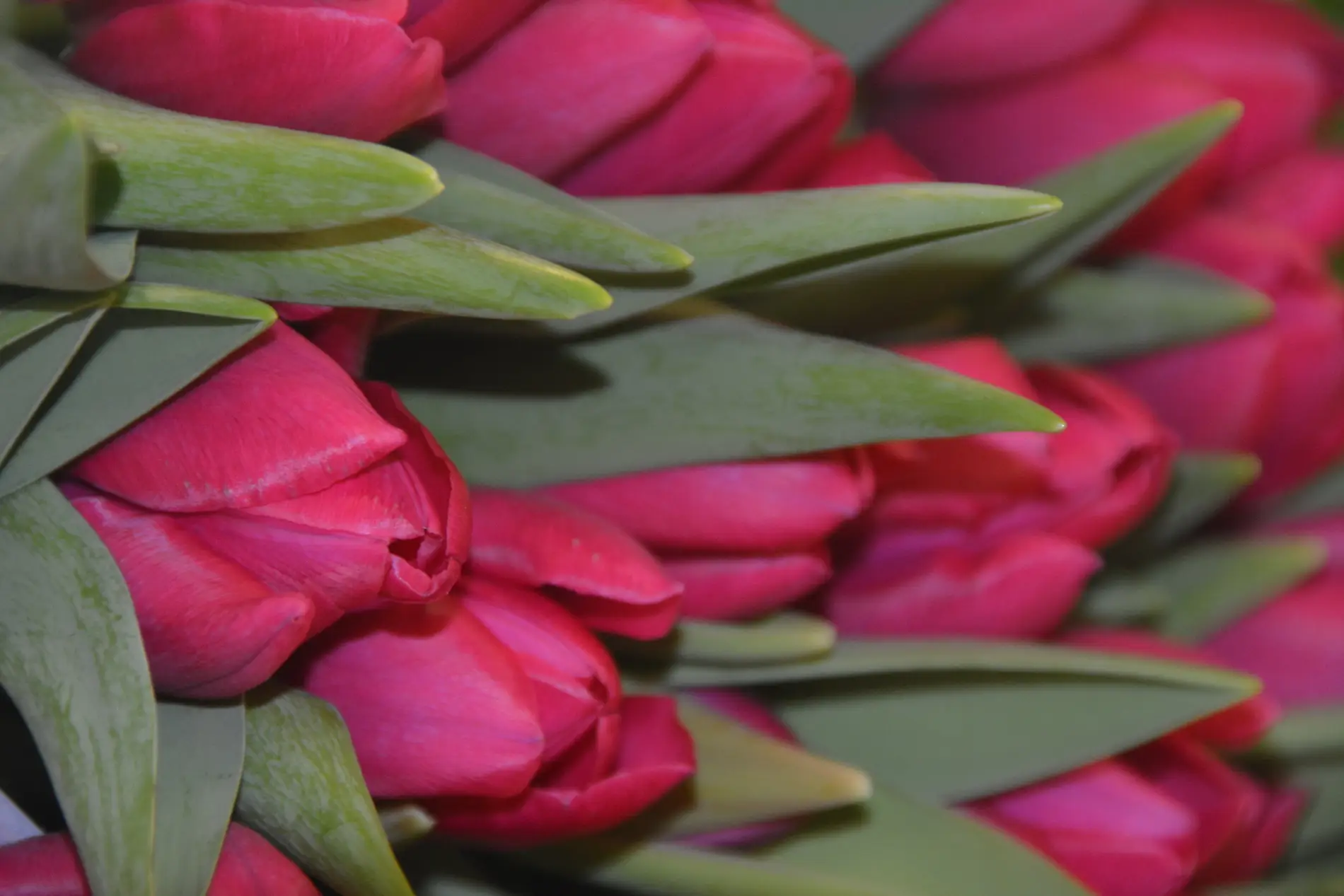 tulipes roses redimensionnée